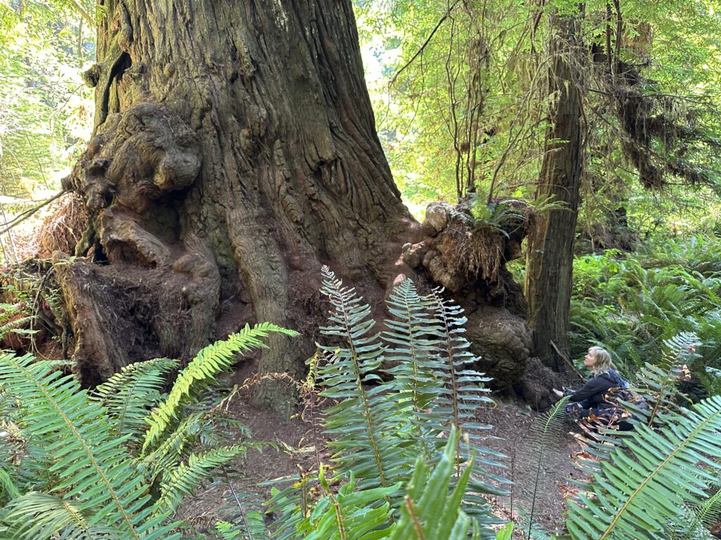 Redwood tree base