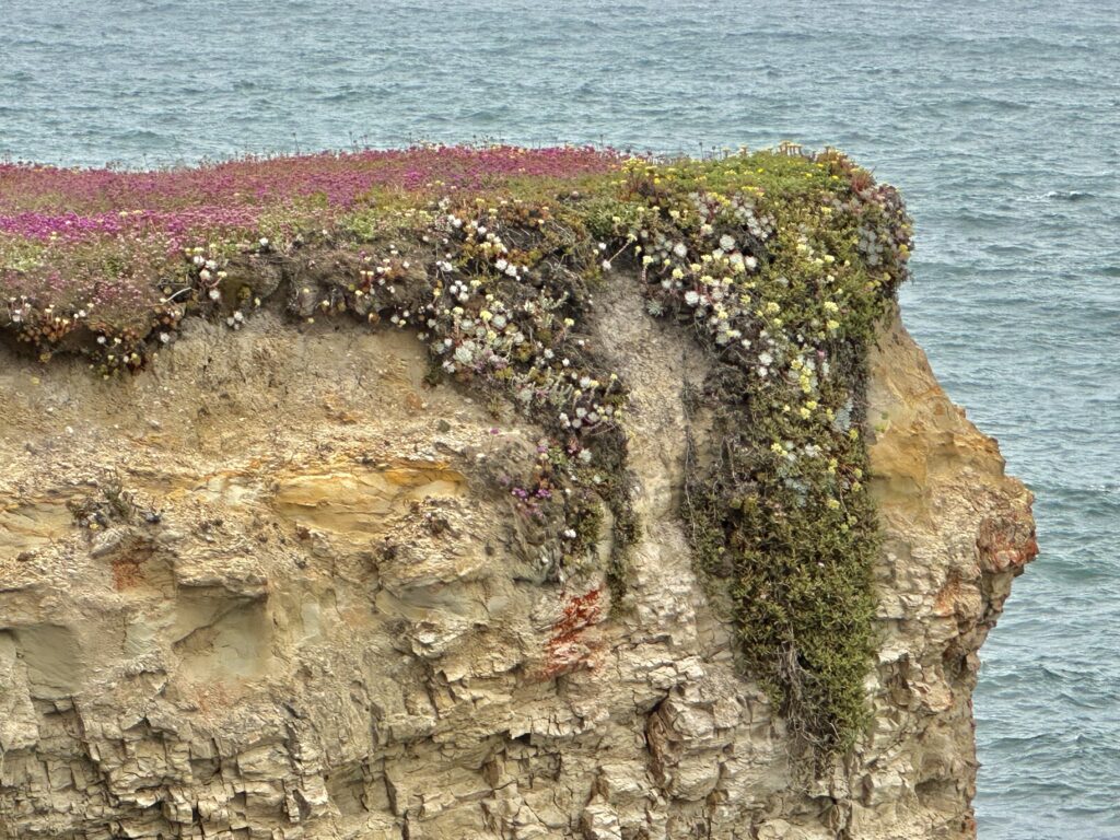 Flowers on rock