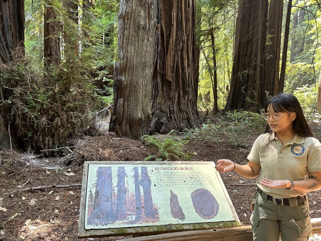 Learning about redwoods