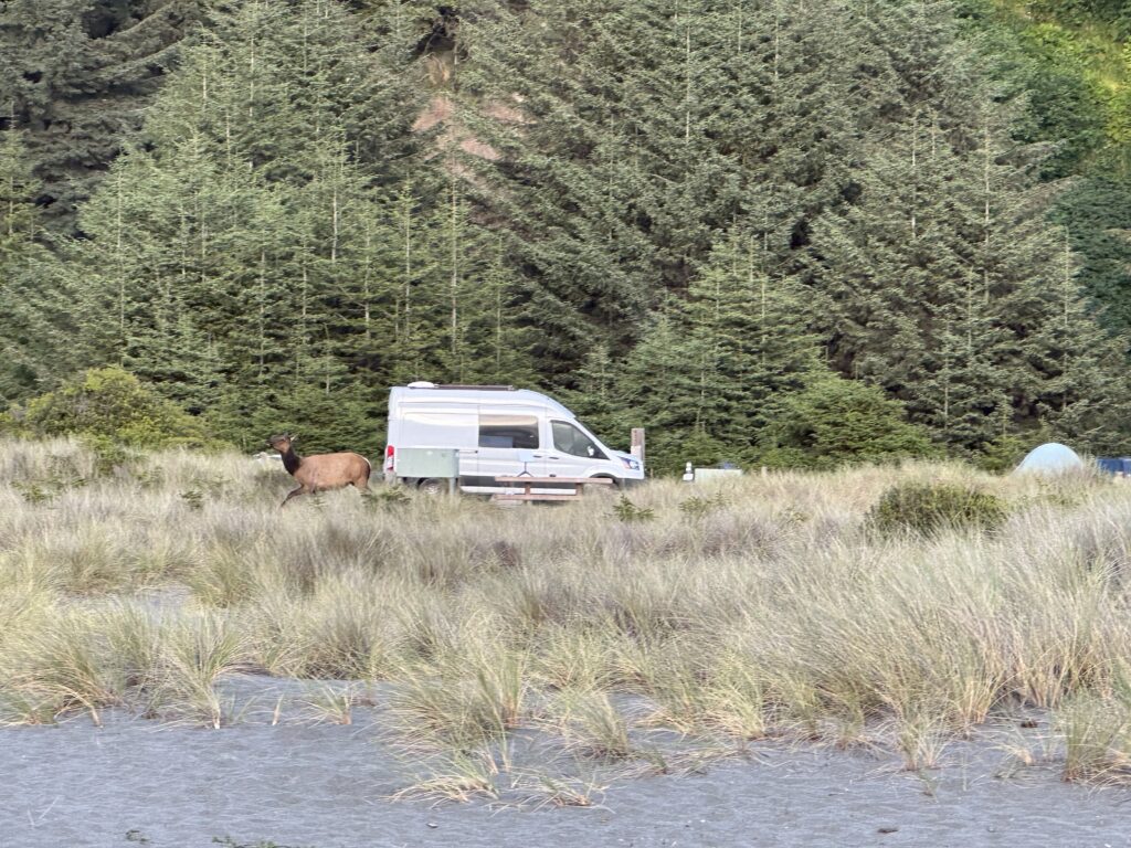 Elk at campsite