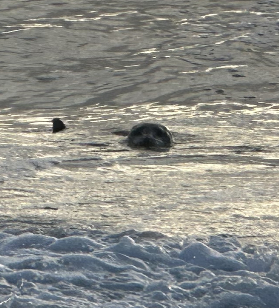 Harbor seal in surf