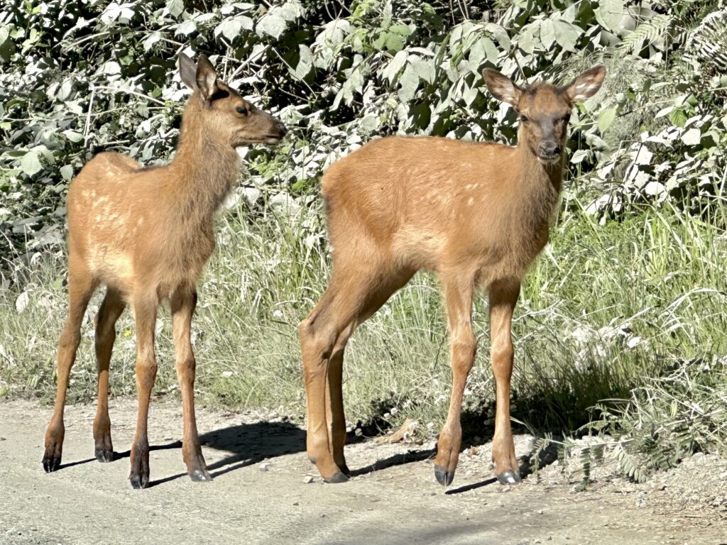 Baby elk